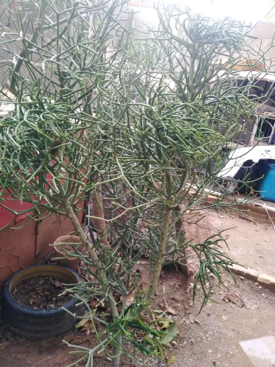 گل شاخ گوزنی|گل و گیاه طبیعی|بندرعباس, |دیوار