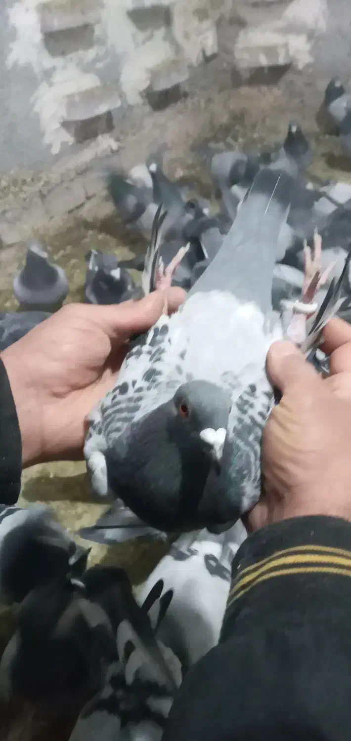 پلاکی|پرنده|بروجرد, |دیوار