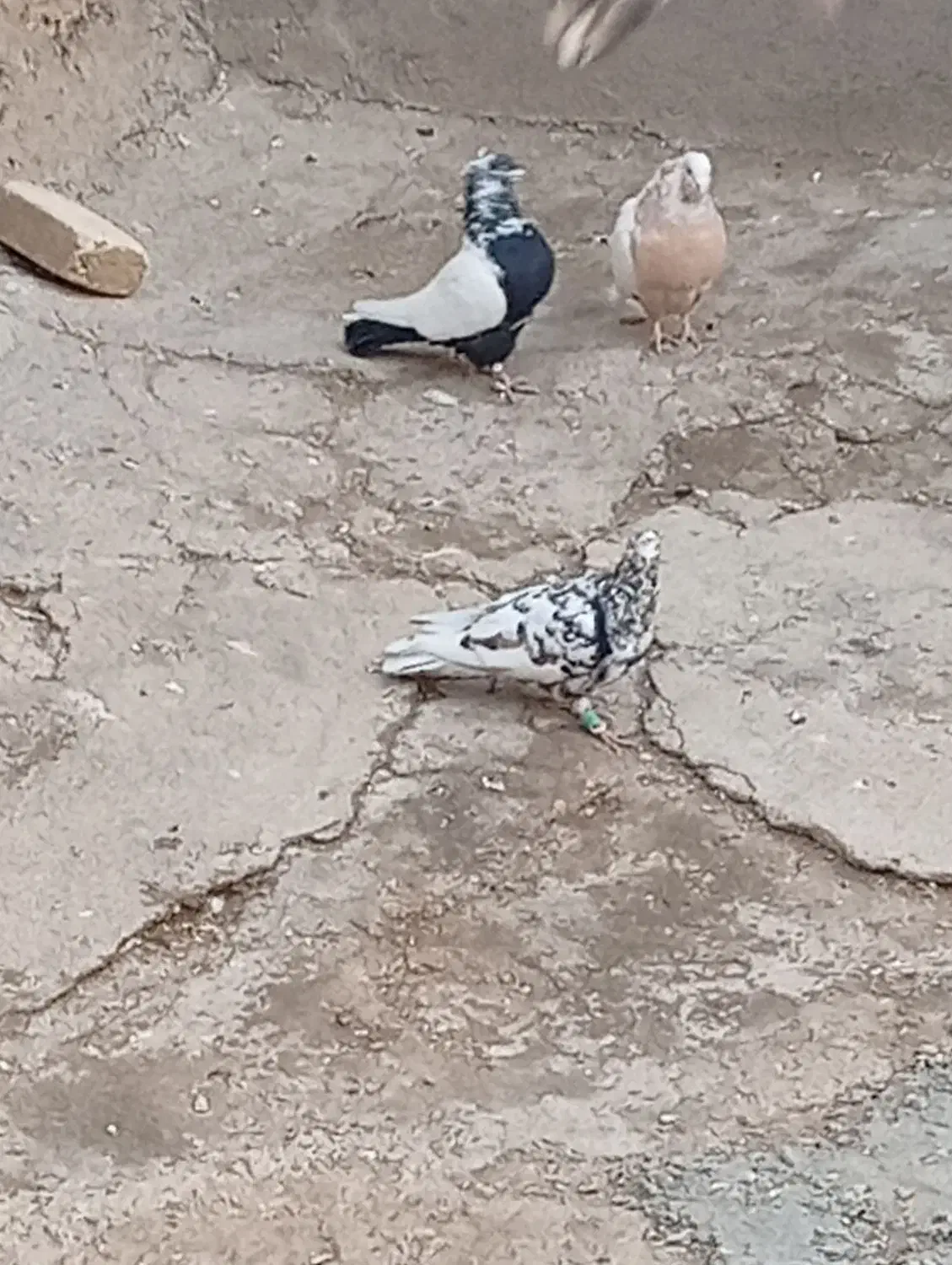 ۹تاکبوتر|پرنده|اسفرورین, |دیوار