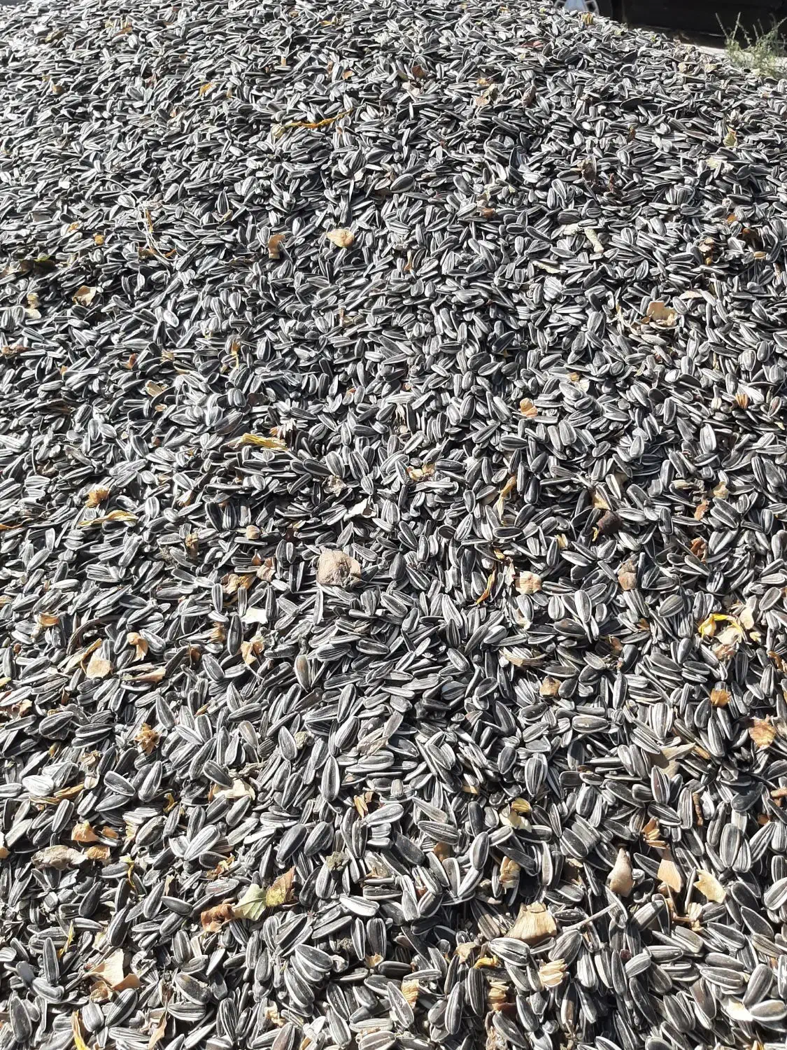 تخمه آفتابگردان درجه ۱|خوردنی و آشامیدنی|شال, |دیوار