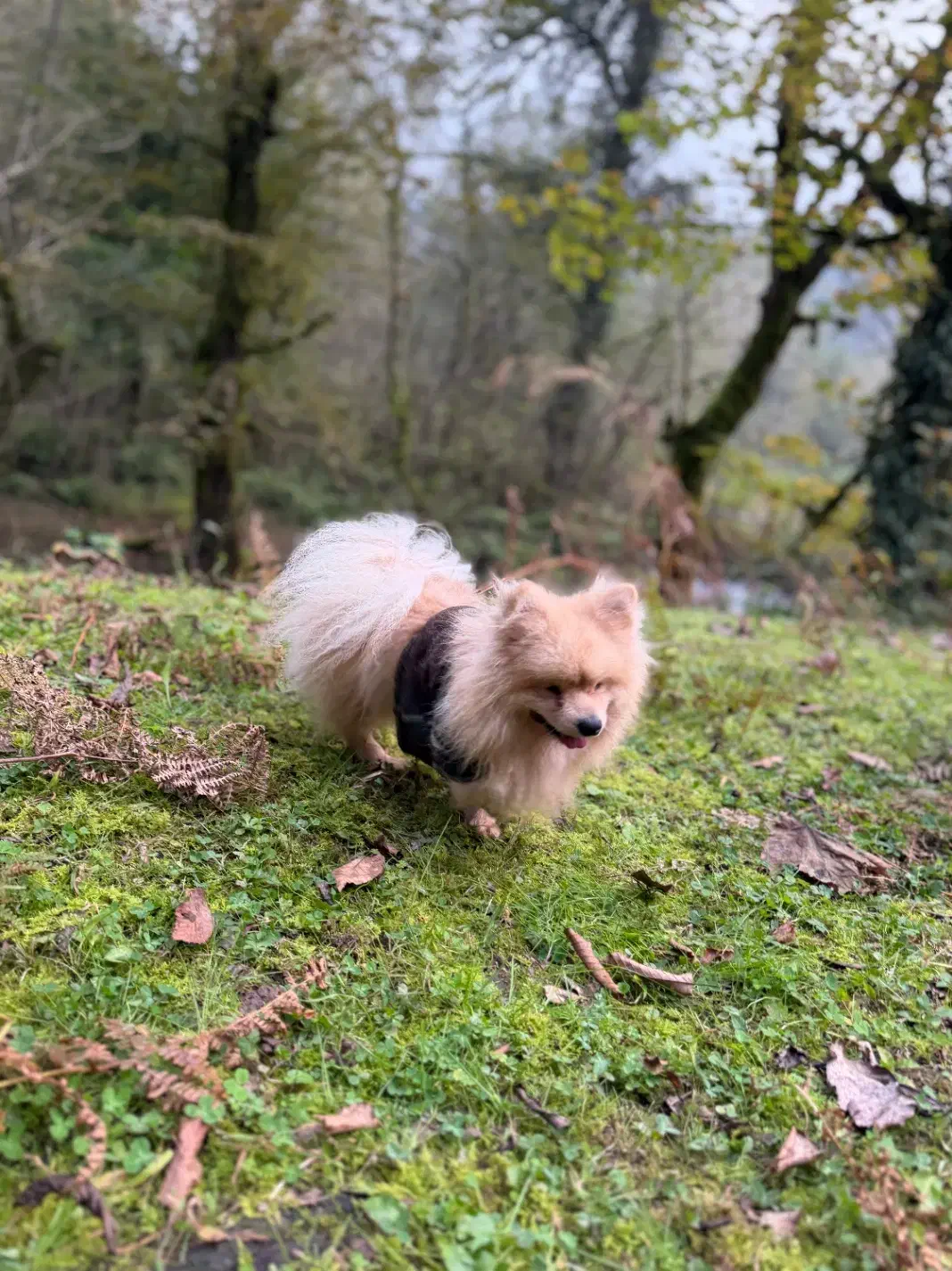 فروش سگ پامرین|سگ|آستارا, |دیوار