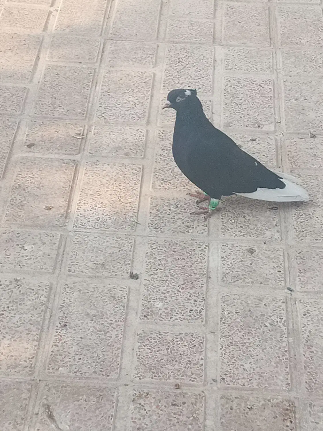 قاراسیاه ماده کاکلی|پرنده|محمدیه-قزوین, |دیوار