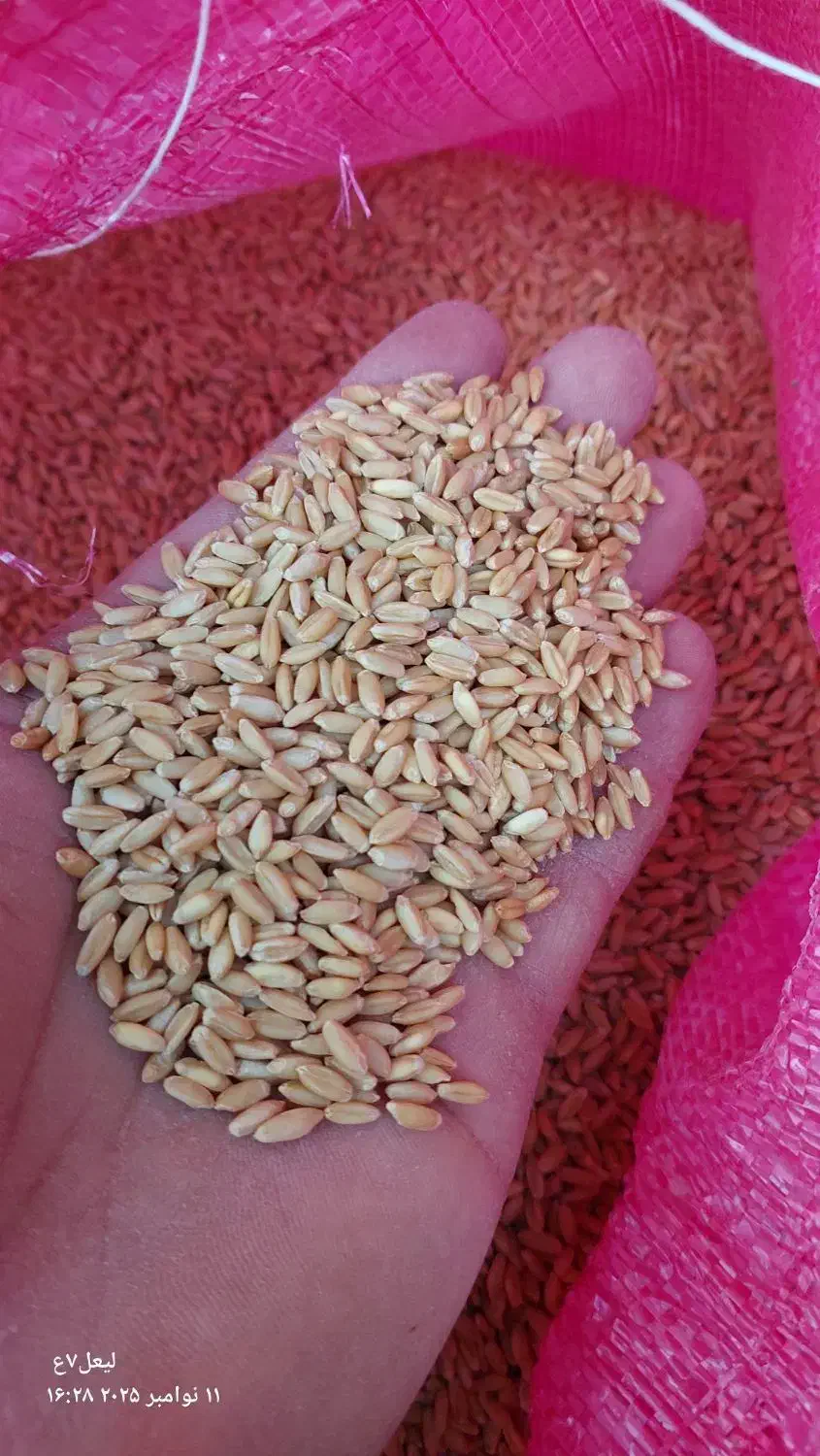 فروش گندم(بذر)|گل و گیاه طبیعی|مهربان, |دیوار
