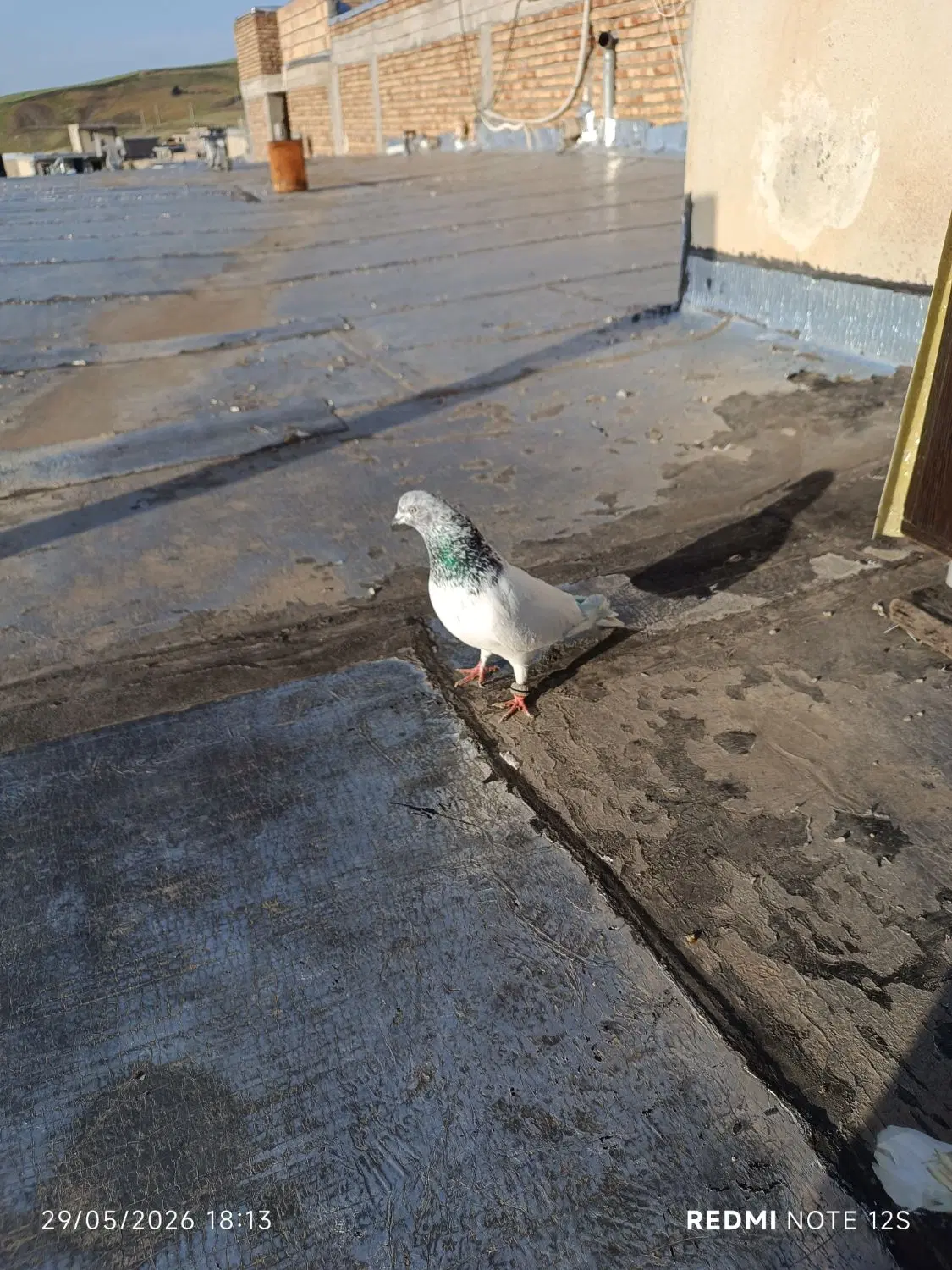 کبوتر|پرنده|گرمی, |دیوار