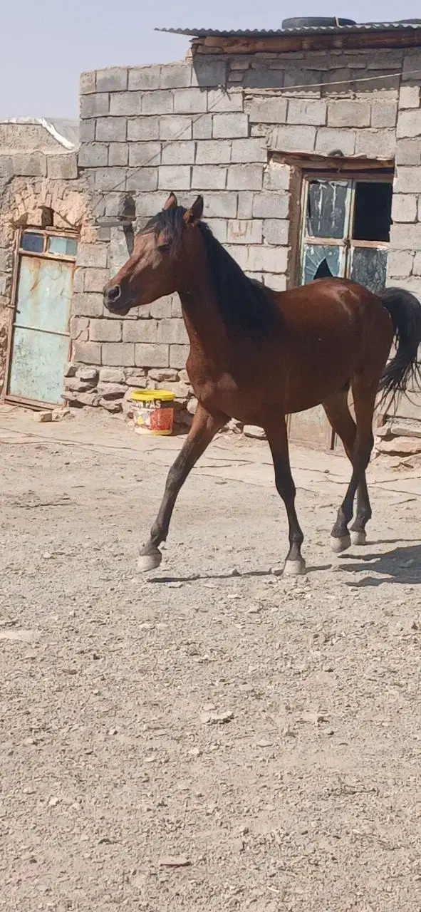 اسب فروشی|اسب و تجهیزات اسبسواری|چنگ الماسی, |دیوار