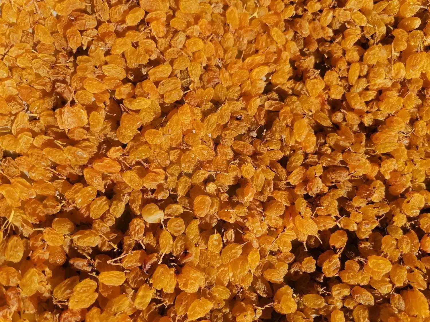 کشمکش سایه خشک دودی|خوردنی و آشامیدنی|ملایر, |دیوار