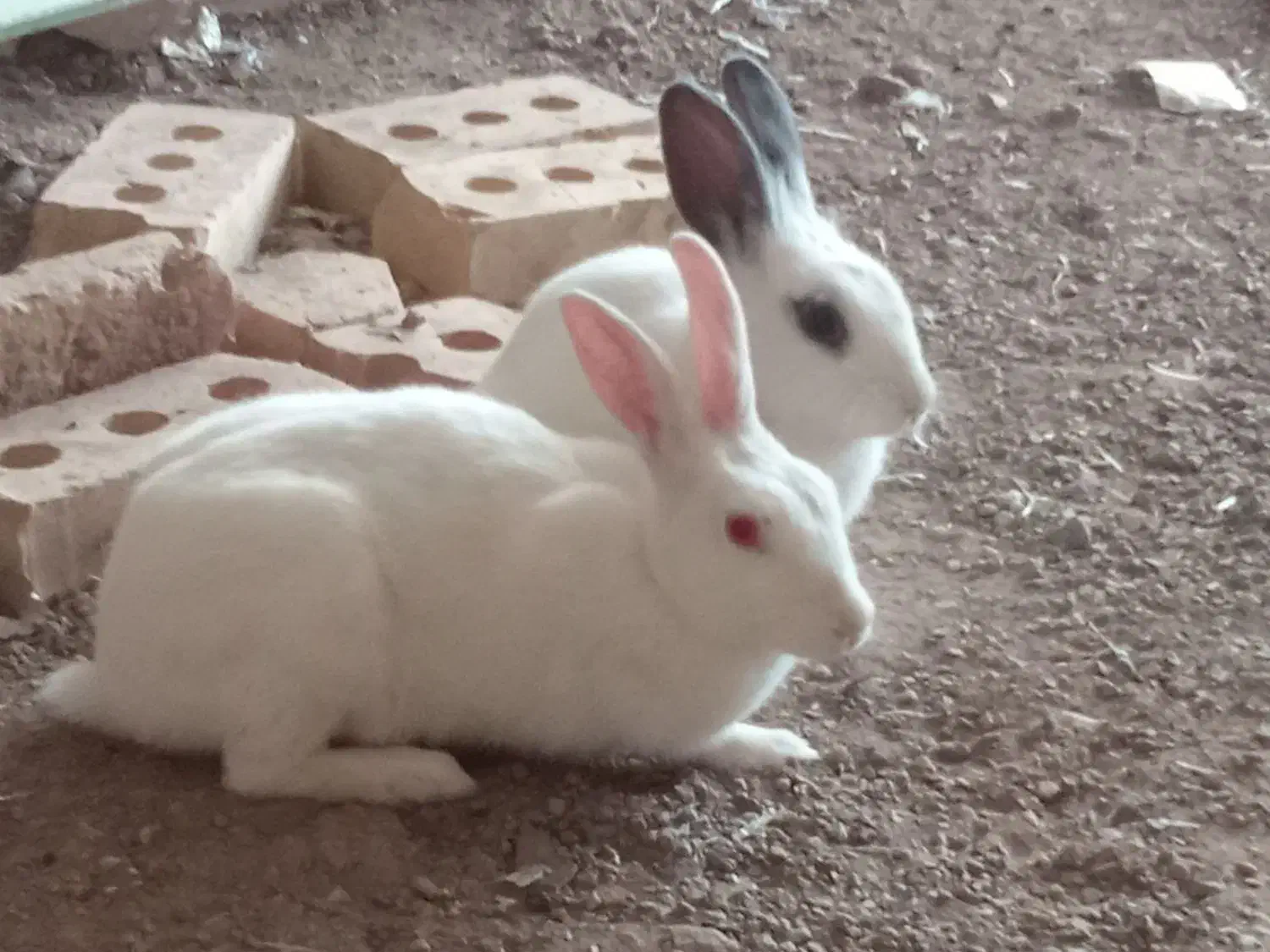 دوتا خرگوش زبل زیبا قیمت دوتاش 500|موش و خرگوش|سراب, |دیوار