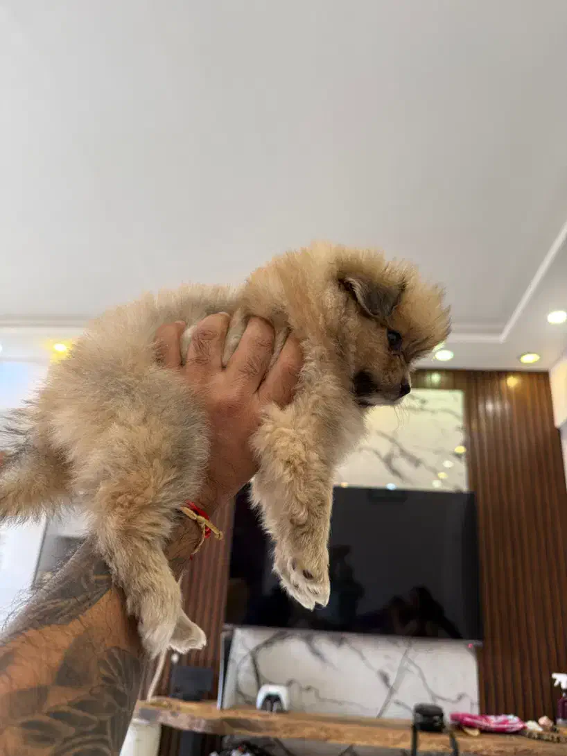 واگذاری توله پامرانین|سگ|قم, پردیسان|دیوار