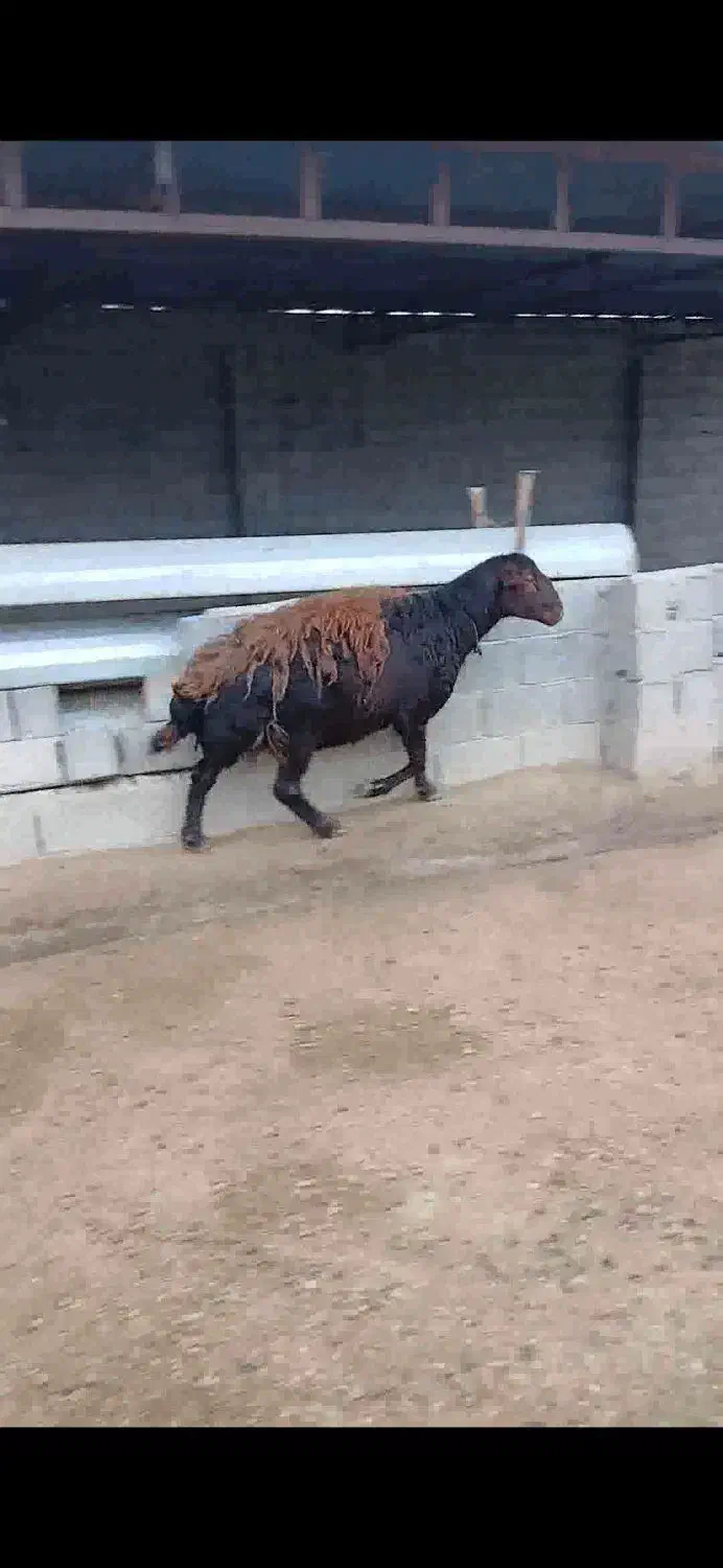 قوچ|حیوانات مزرعه|گنبد کاووس, |دیوار