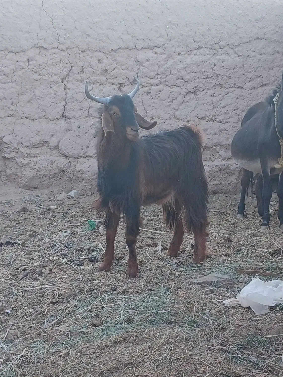 چپش نری رشتی چاق|حیوانات مزرعه|بم, |دیوار