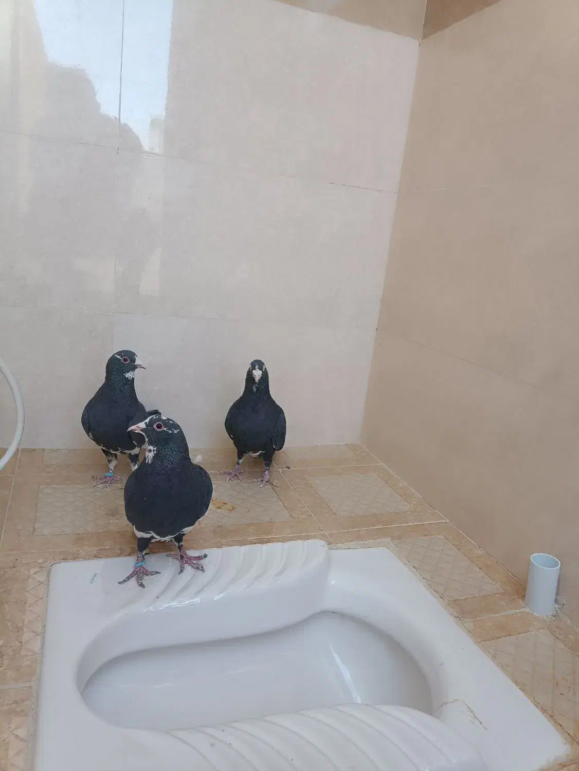 پلنگ و دمسیاه ماهان|پرنده|ماهان, |دیوار