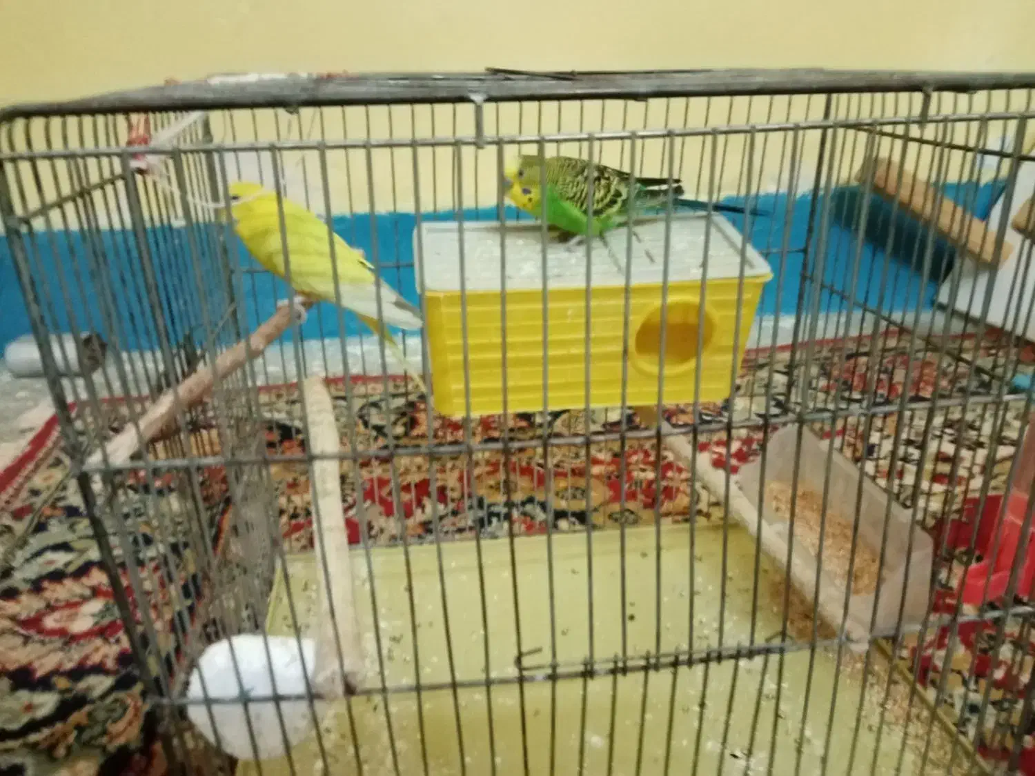 یک جفت مرغ عشق|پرنده|مسجد سلیمان, |دیوار