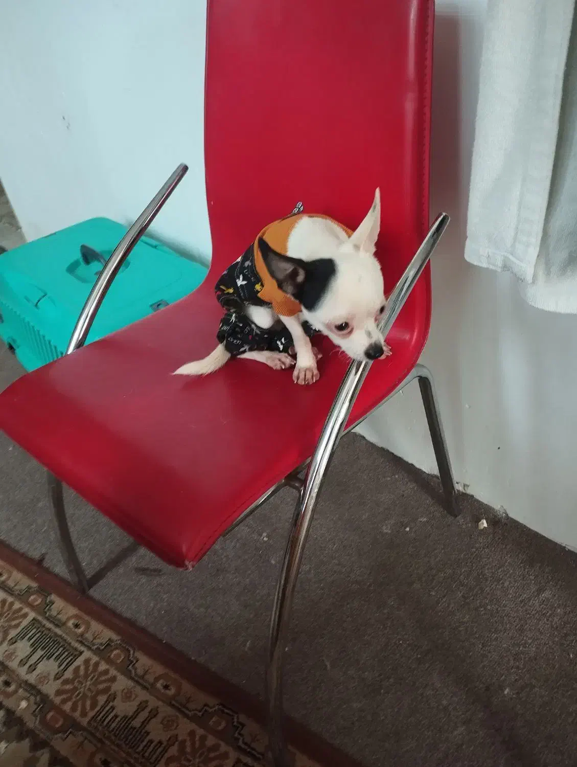 سگ شیواوا ،شیبابا،شی هواهوا،چیواوا|سگ|وحیدیه, |دیوار