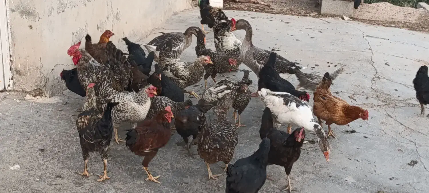 مرغ خروس وغازمحلی سالم|حیوانات مزرعه|دزفول, |دیوار