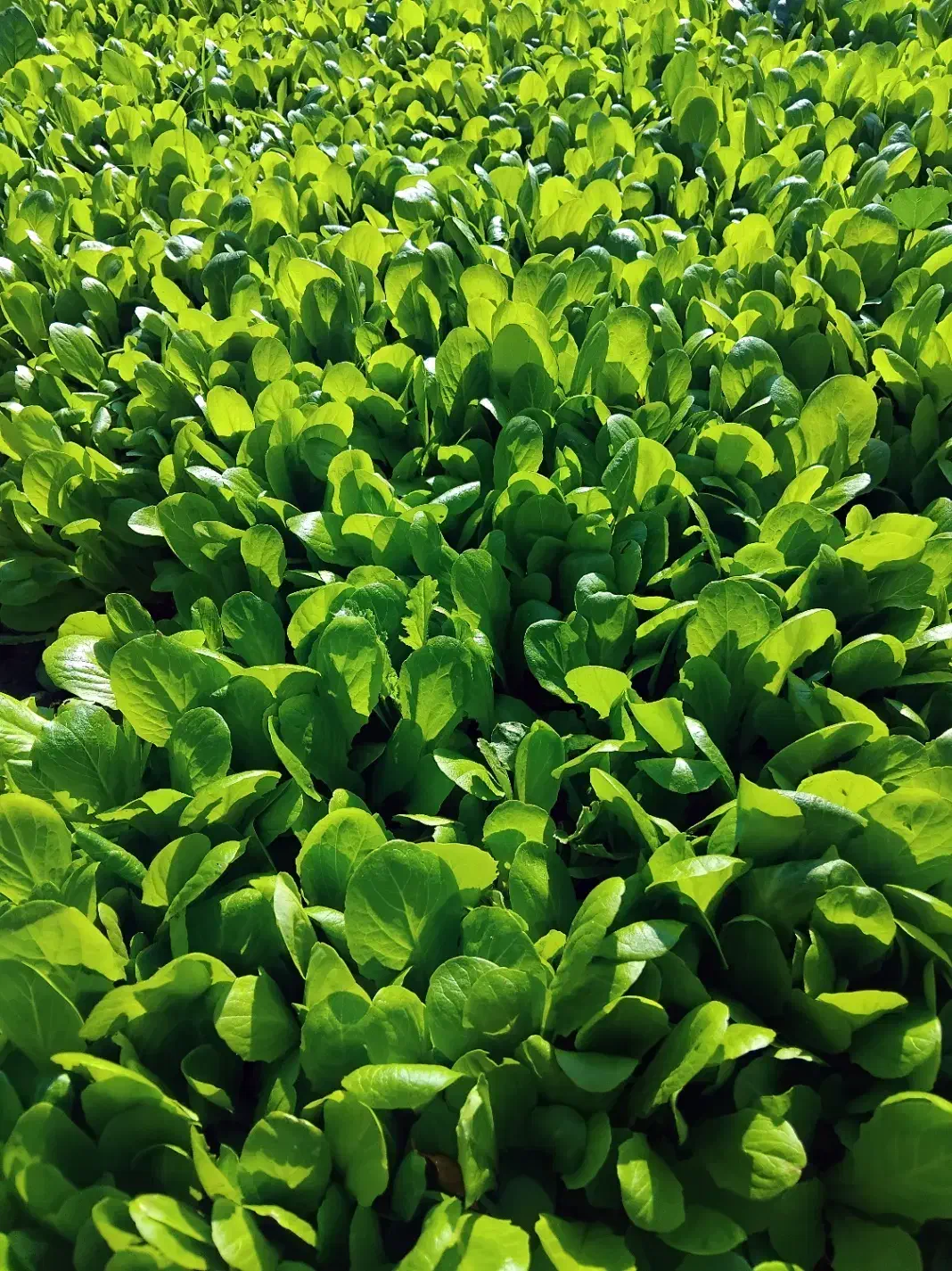 کاهو پیچ آماده نشاع|خدمات باغبانی و درختکاری|آق قلا, |دیوار