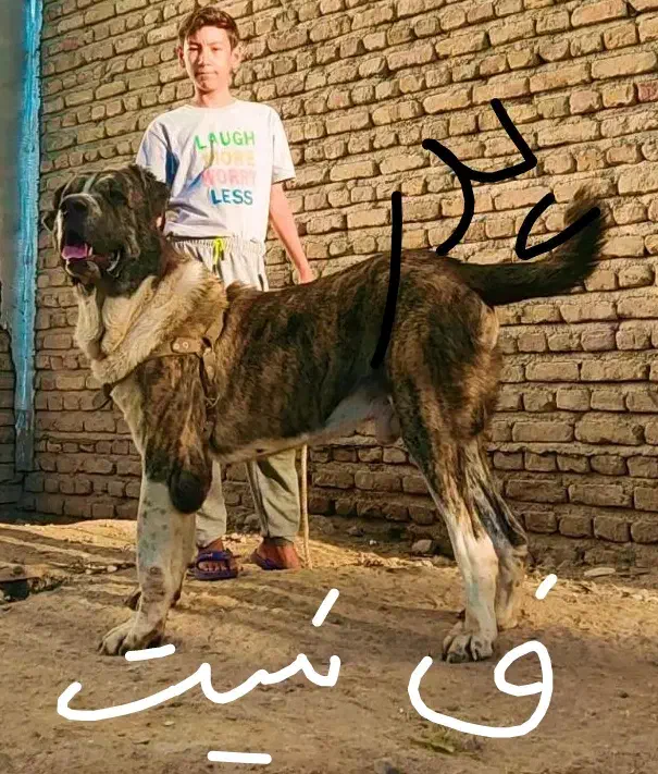 سگ درشت خراسانی 11ماهه|سگ|ساری, |دیوار