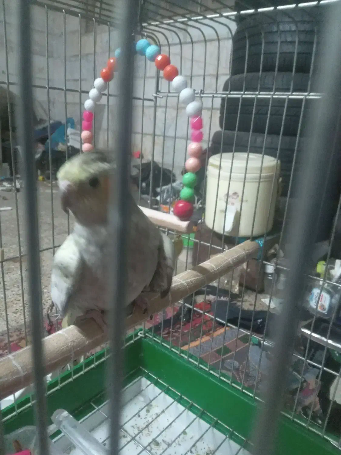 عروس هلندی  .|پرنده|تهران, فلسطین (میدان انقلاب)|دیوار