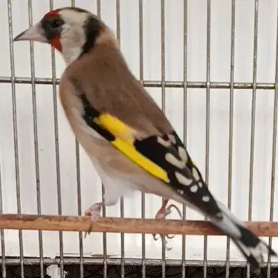 سهره ماده کارداده فروش ومعاوضه باجفت قناری|پرنده|ایلام, |دیوار