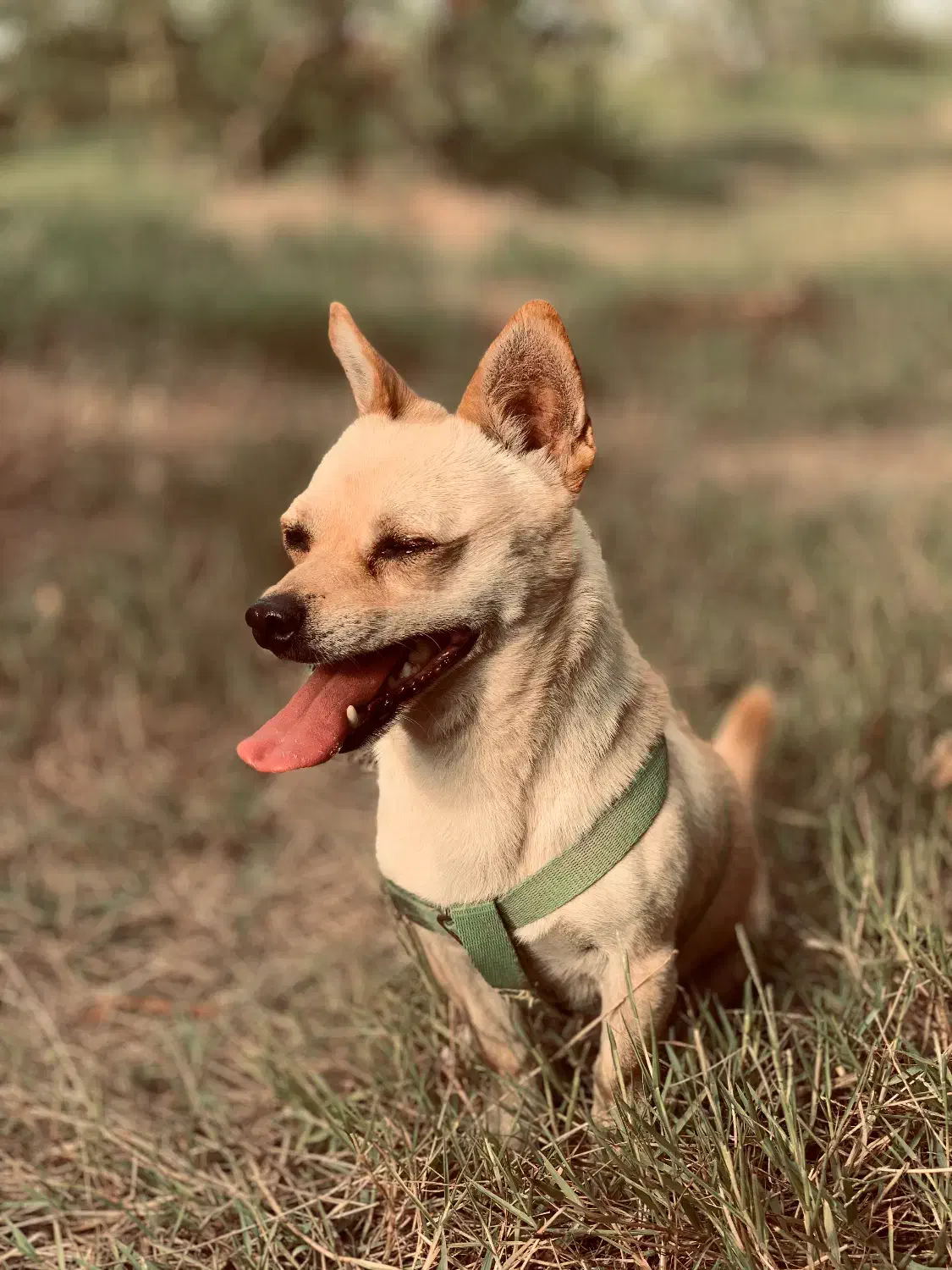 فروش نژاد های شیواوا و پامر اشپیتز هردو نر|سگ|سورک, |دیوار