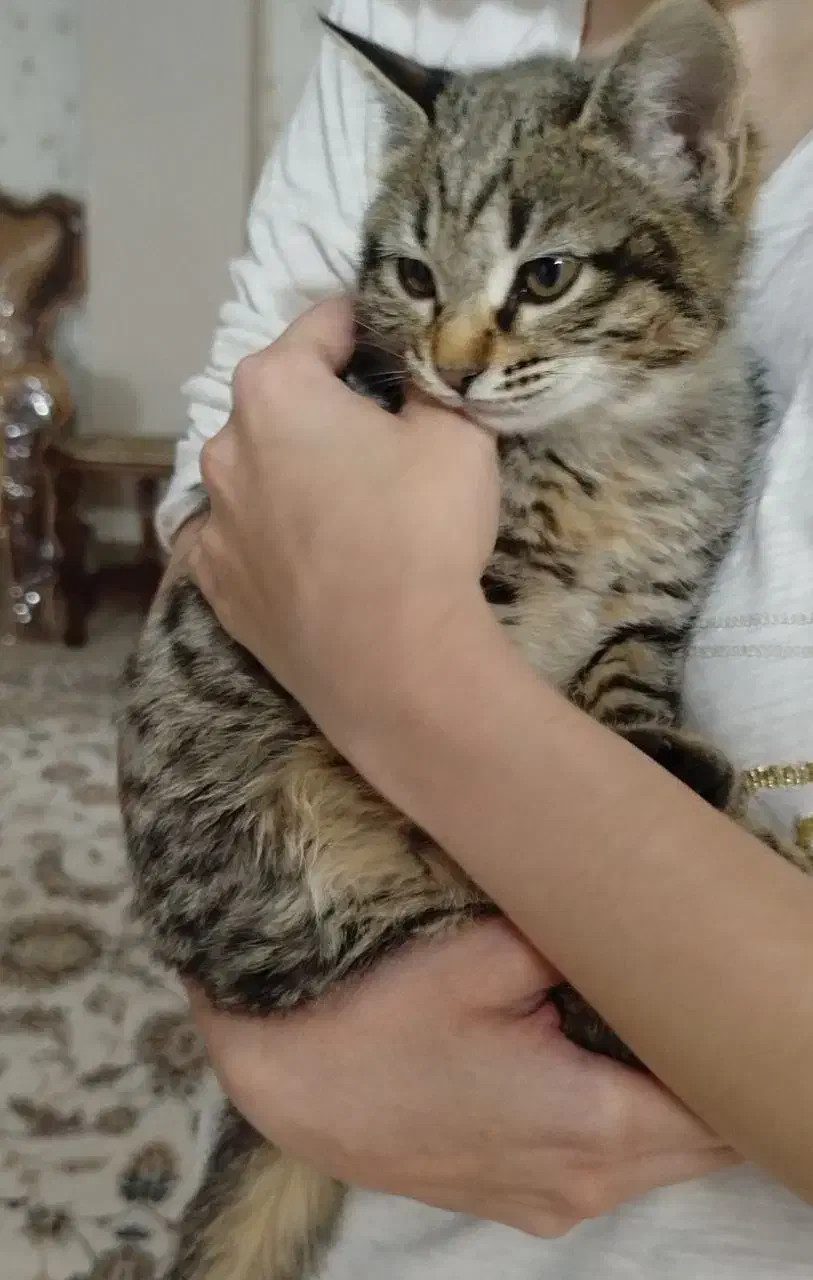 گربه بازیگوش ماده دو ماهو نیمه|گربه|اصفهان, اشکاوند|دیوار