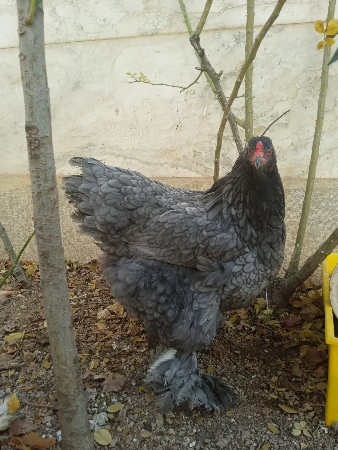 ۲عدد مرغ تخم گذار .۱برهما.۱ کاکل پاپر|حیوانات مزرعه|صدرا-فارس, فاز ۱|دیوار