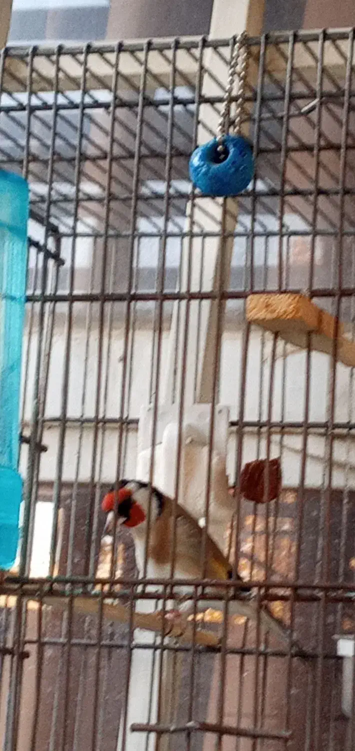 سهره چهارگل|پرنده|کرج, حسین‌آباد|دیوار