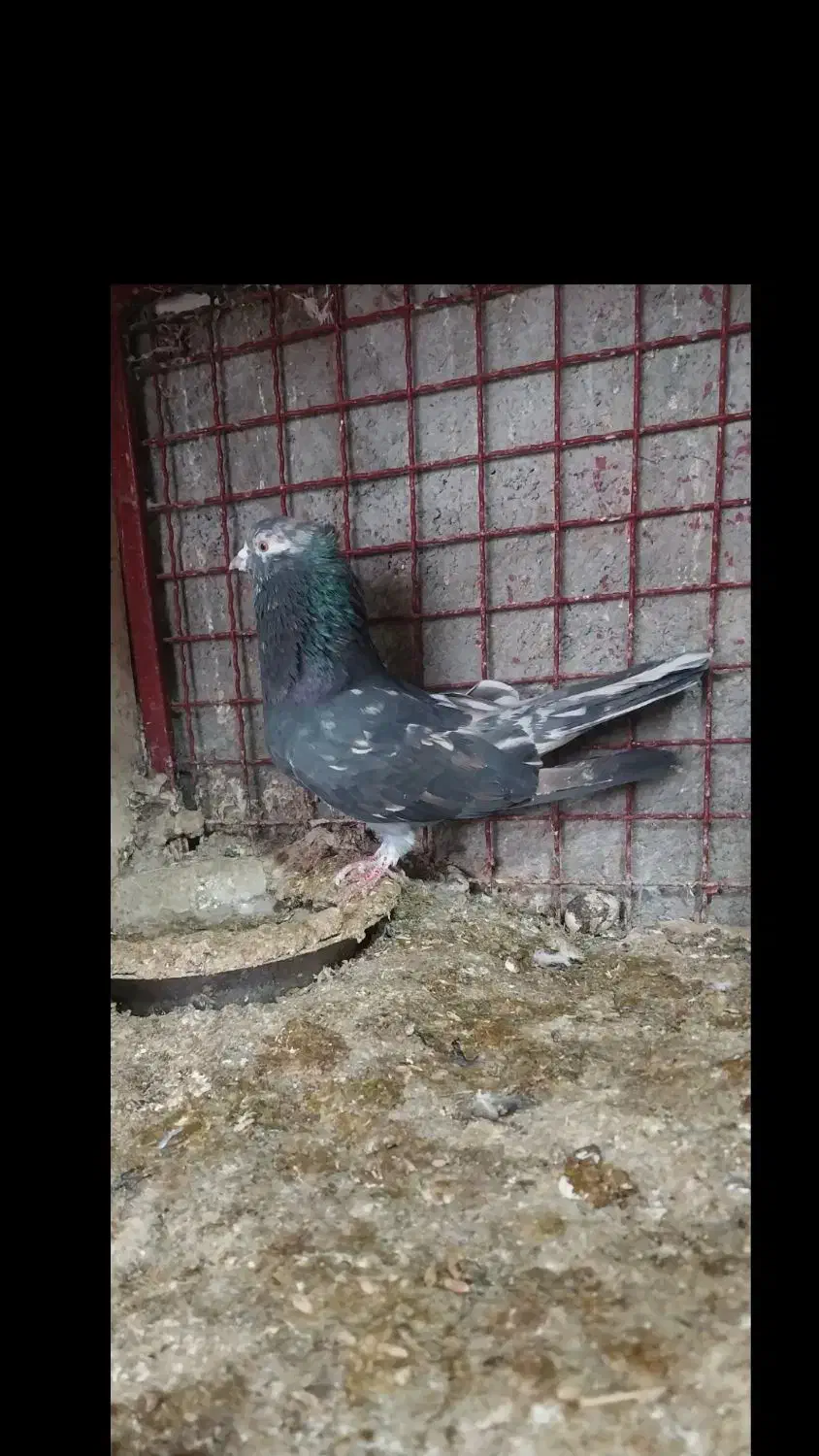 کبوتر|پرنده|ساری, |دیوار