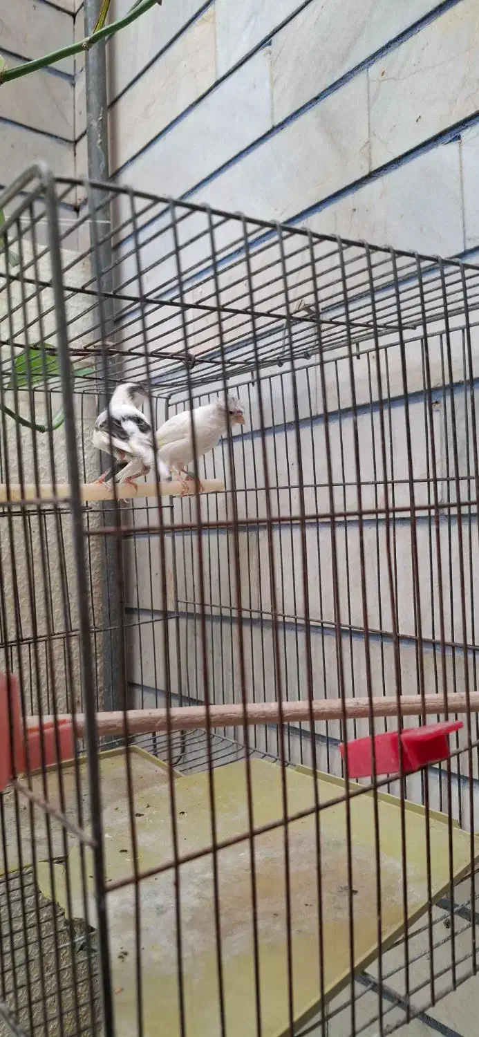 قناری|پرنده|قهدریجان, |دیوار