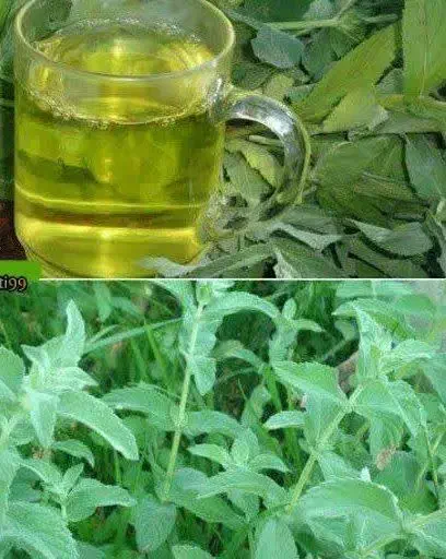 داوطلب یادگیری انواع اکسیرهای  پوستی درمانی|فعالیت داوطلبانه|کاشان, فاز ۱ ناجی آباد|دیوار