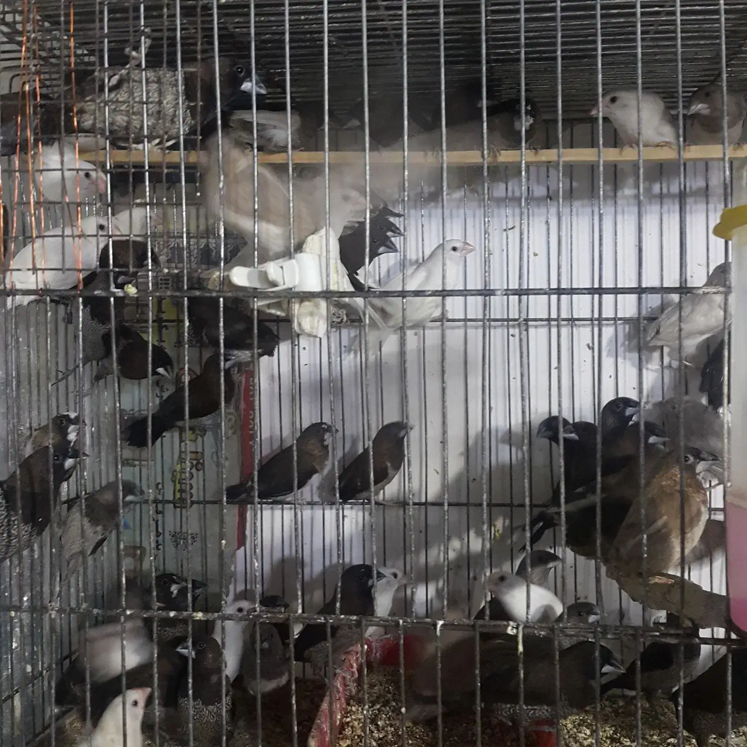 بنگالی نرگسی الماسی مرغ عشق عروس هلندی|پرنده|بجنورد, |دیوار