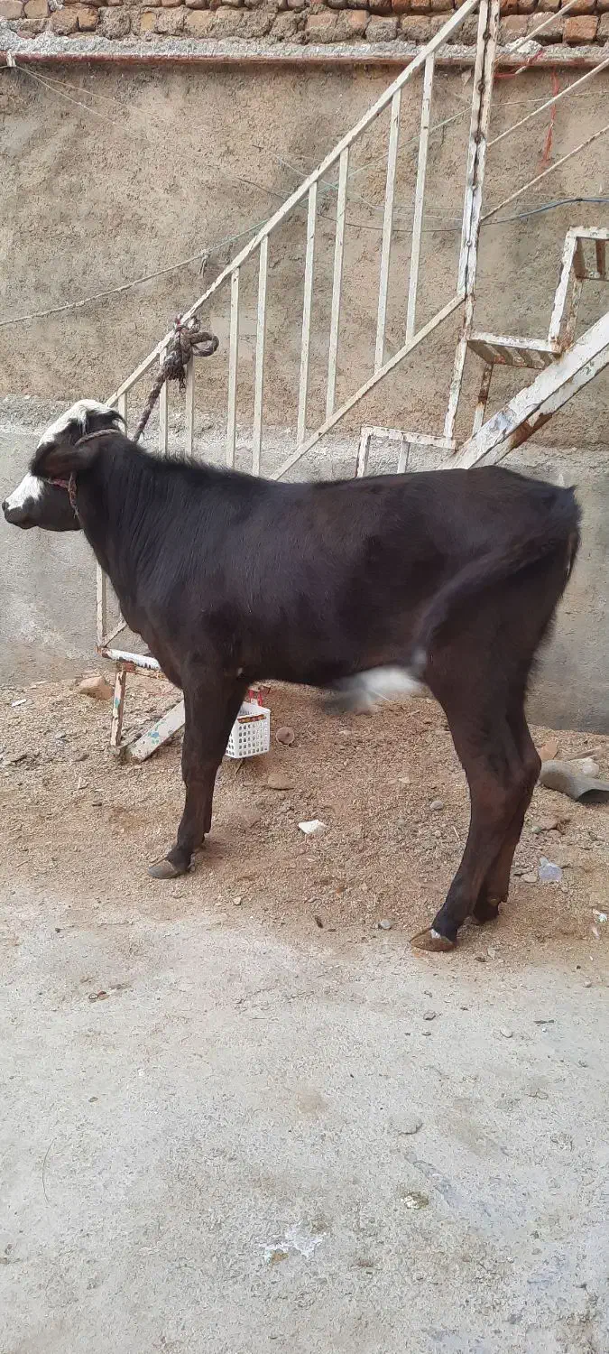 گاو قرمزگوساله ماده دورگه|حیوانات مزرعه|بروجرد, |دیوار