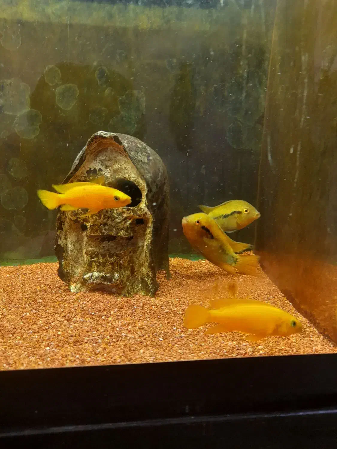 ماهیللوپی.رزیبارب.ومپایر|ماهی|رشت, لاکانی|دیوار