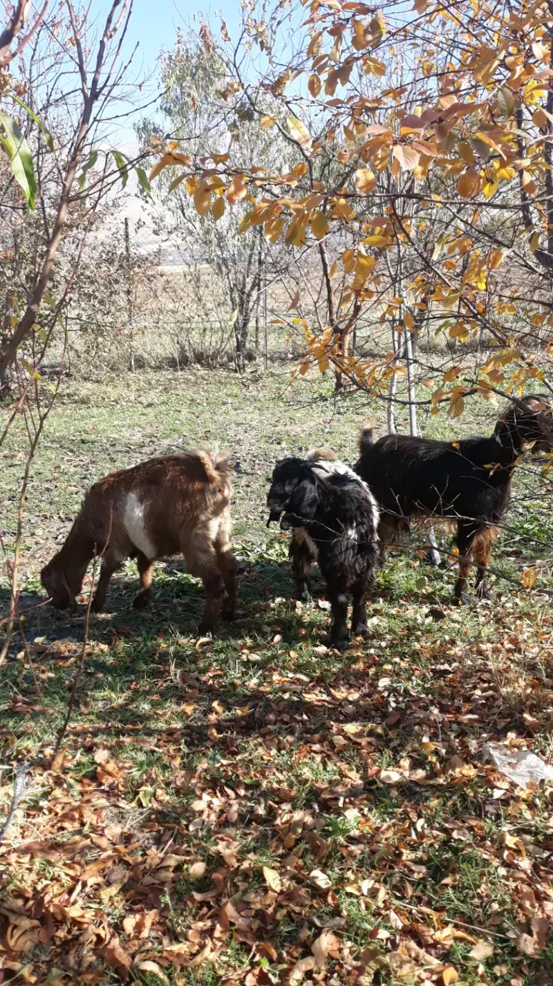 بز آبستن|حیوانات مزرعه|روانسر, |دیوار