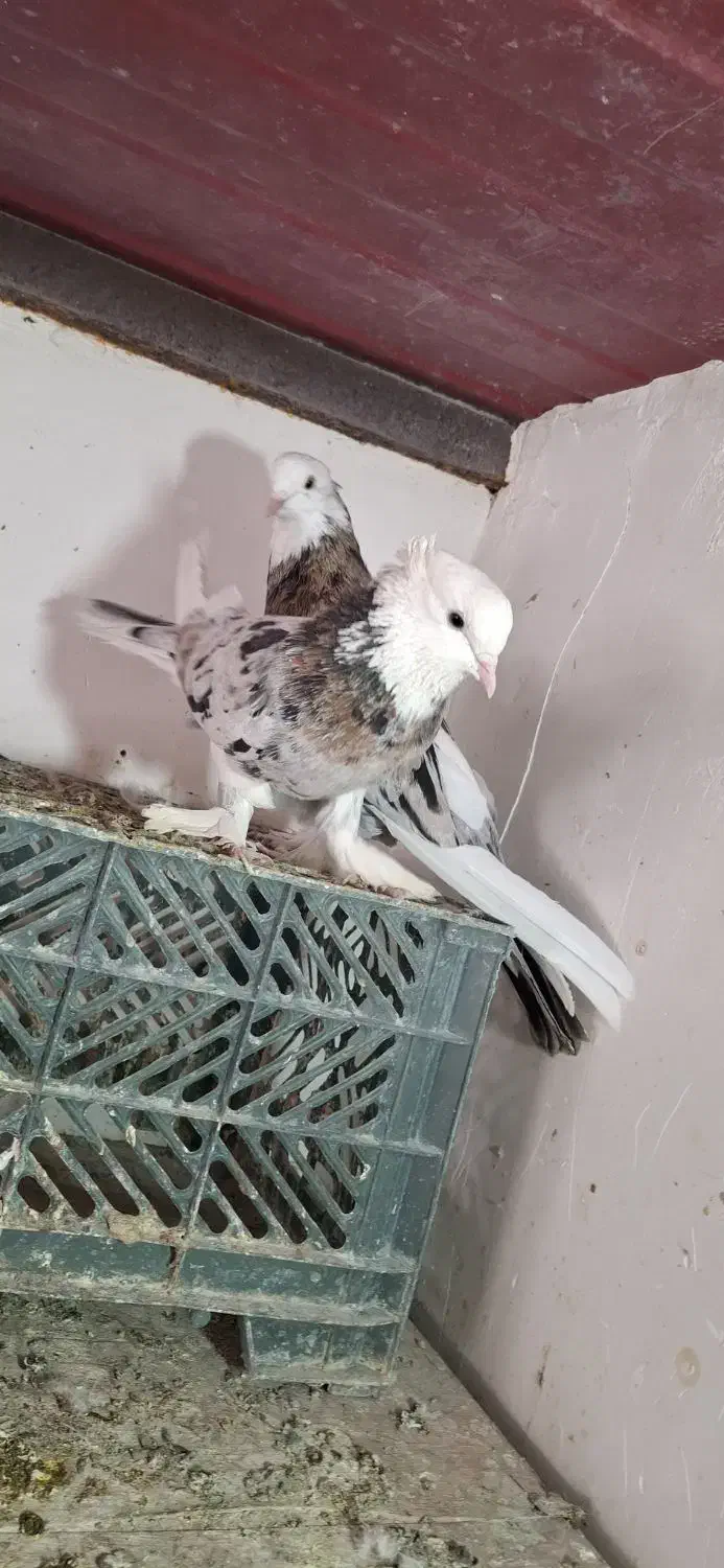 ی جفت هما سرور پا چکمه ای|پرنده|نسیم‌شهر, |دیوار