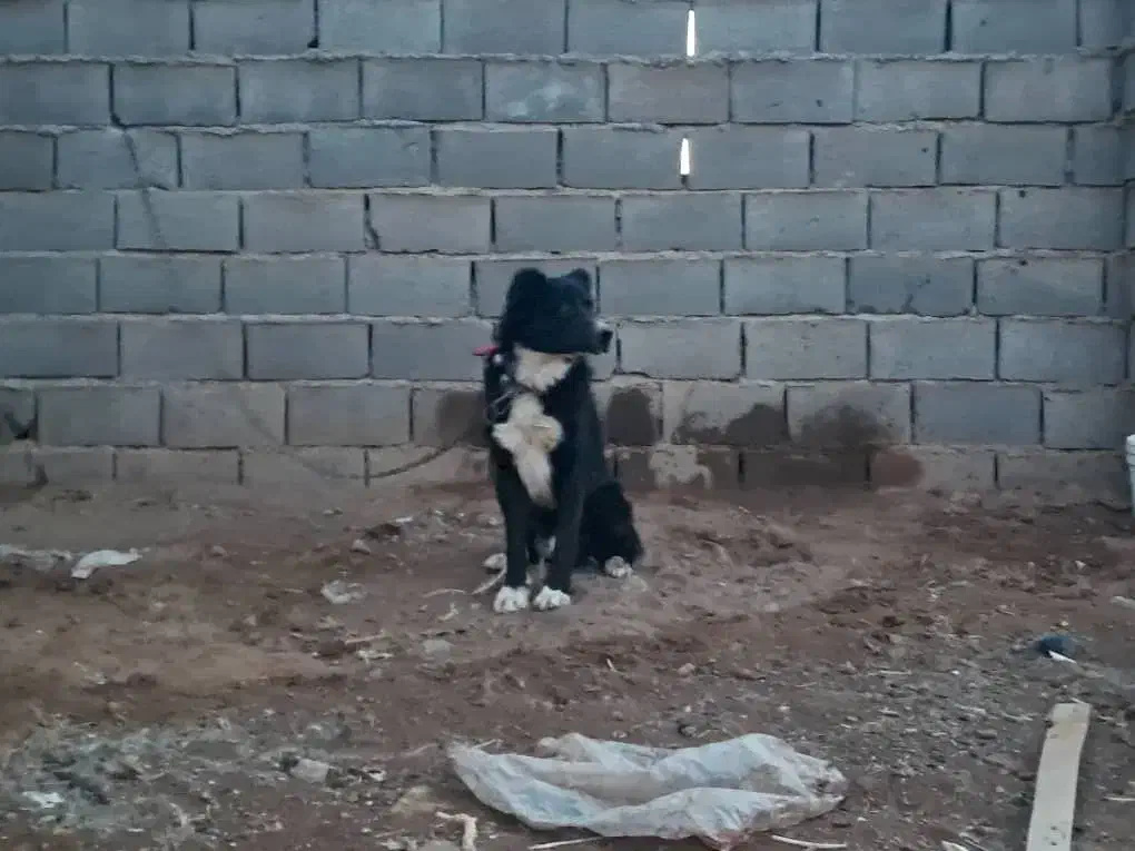 باسلام خدمت عشق بازای عزیز و دوست داشتنی|حیوانات|مبارکه, |دیوار