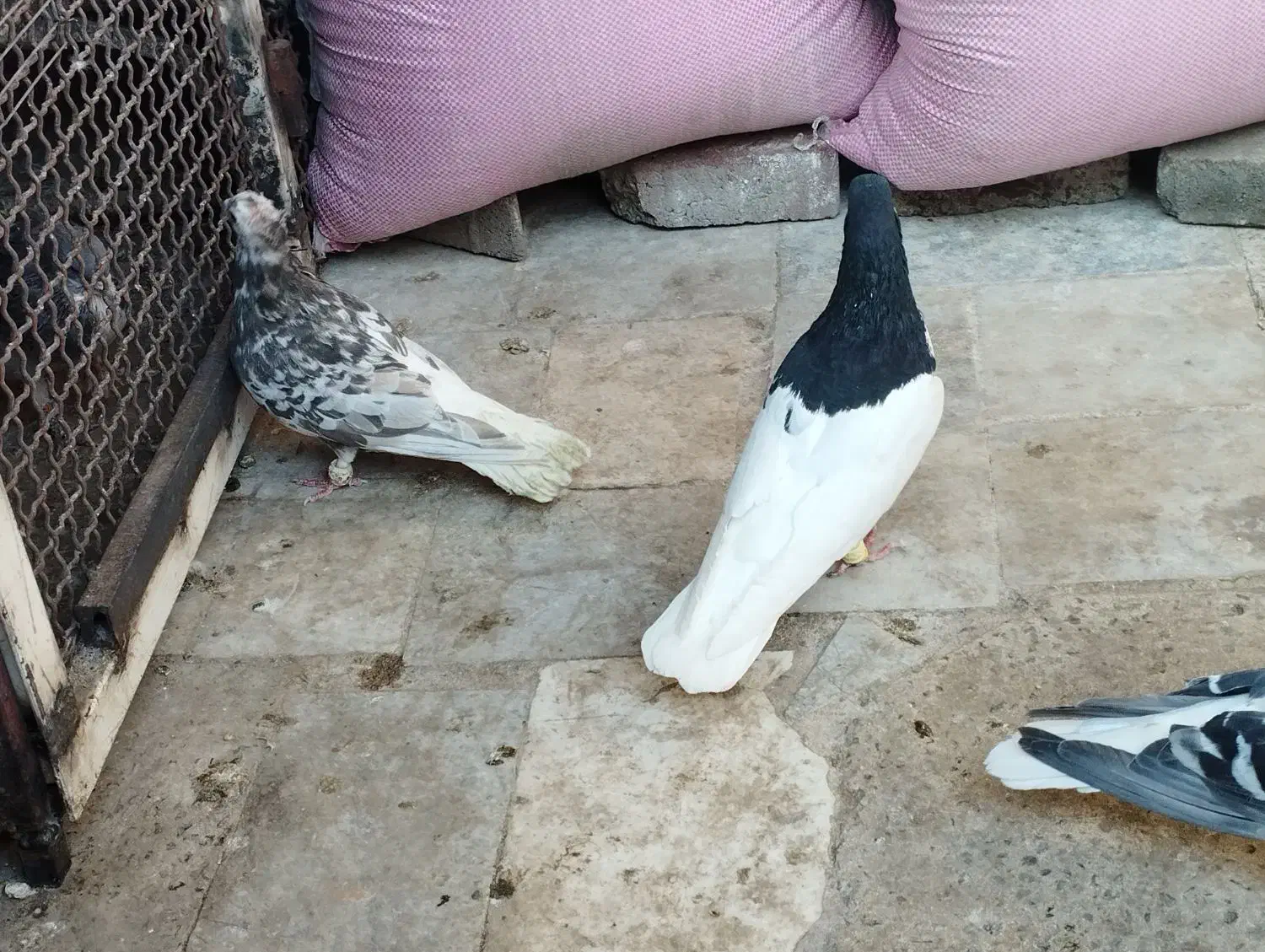 هفرنگ دمسفیدماده|پرنده|محمدیه-قزوین, |دیوار