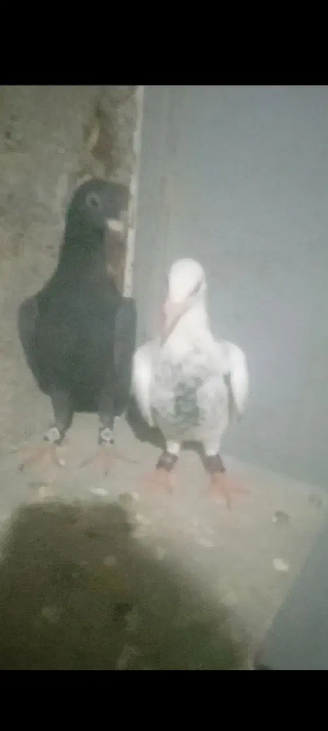 سوسکی بزک|پرنده|تربت‌حیدریه, حاجی یار‎|دیوار