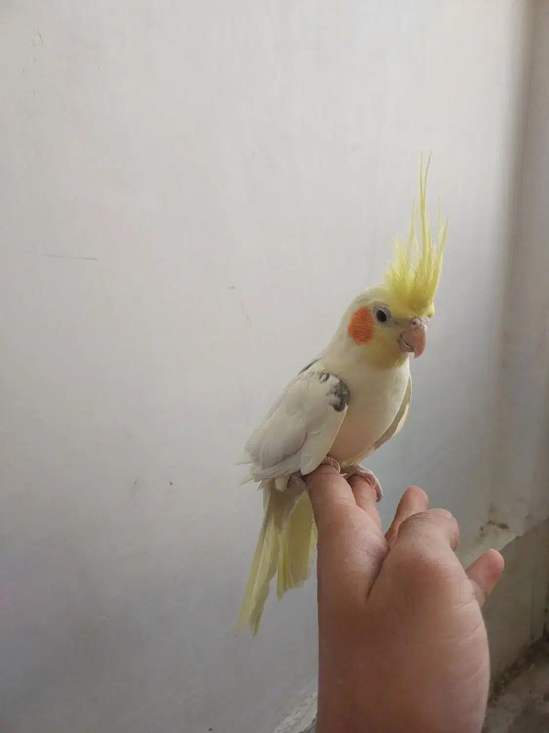 پرنده عروس هلندی|پرنده|گلمکان, |دیوار