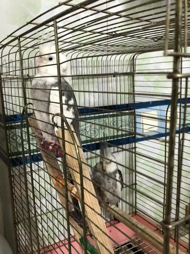 عروس هلندی نژاد وایت فیس|پرنده|گتوند, |دیوار