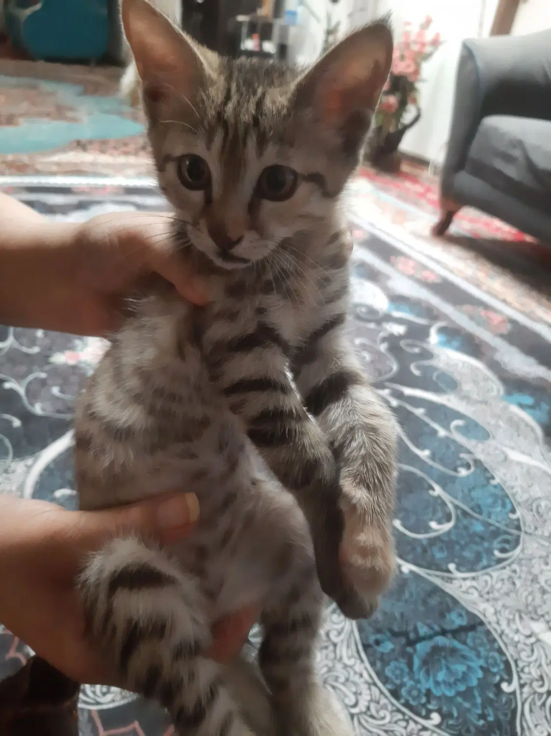گربه|گربه|زابل, |دیوار