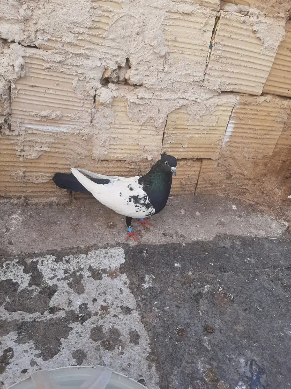 سینه سیاه گرفتنی|پرنده|تربت‌حیدریه, حسنی بالا|دیوار