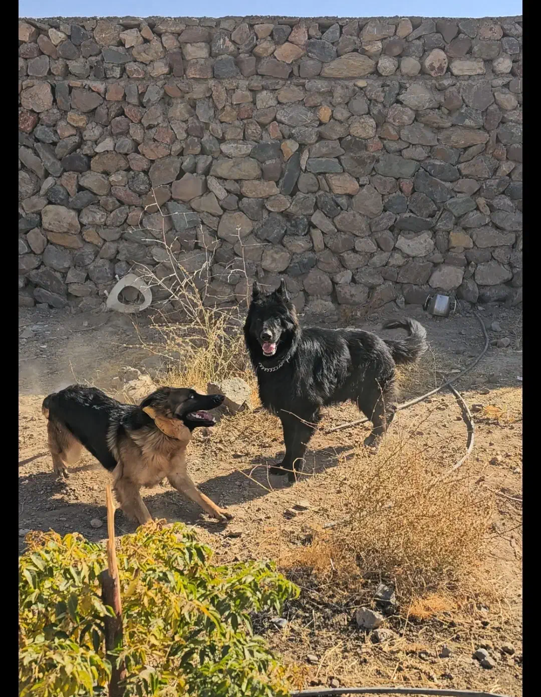 ژرمن بلک و دورنگ|سگ|نیشابور, شهید جعفری|دیوار