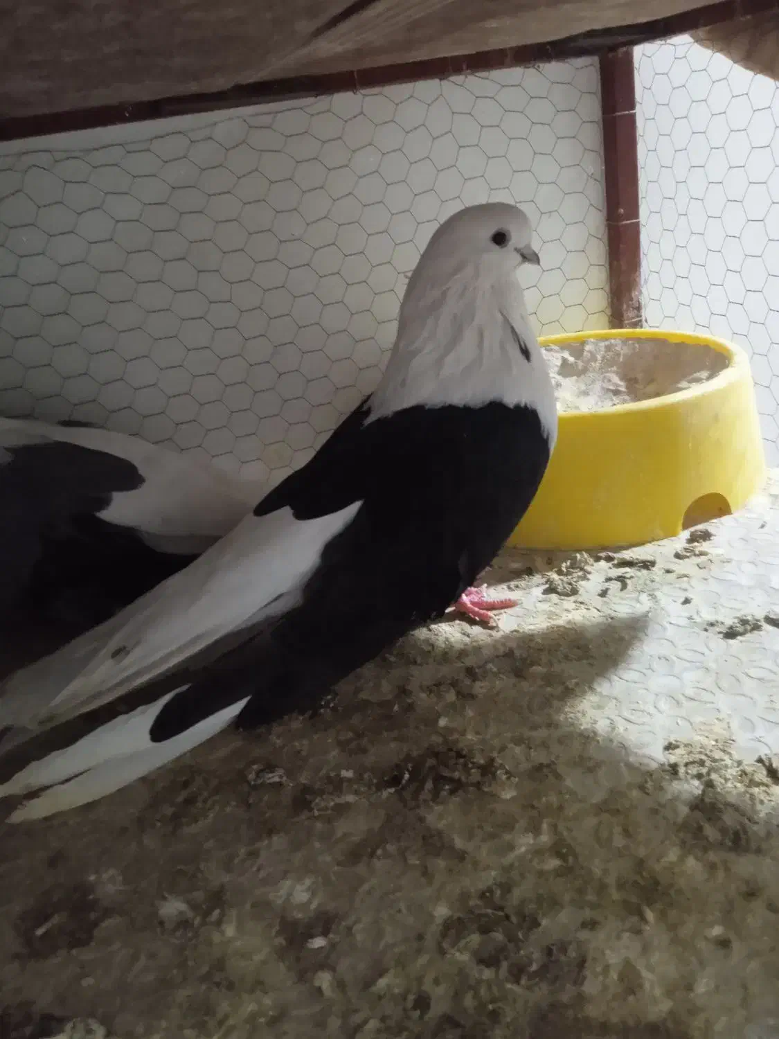 دوکت زینتی معاوضه با پلستیشن|پرنده|میبد, |دیوار