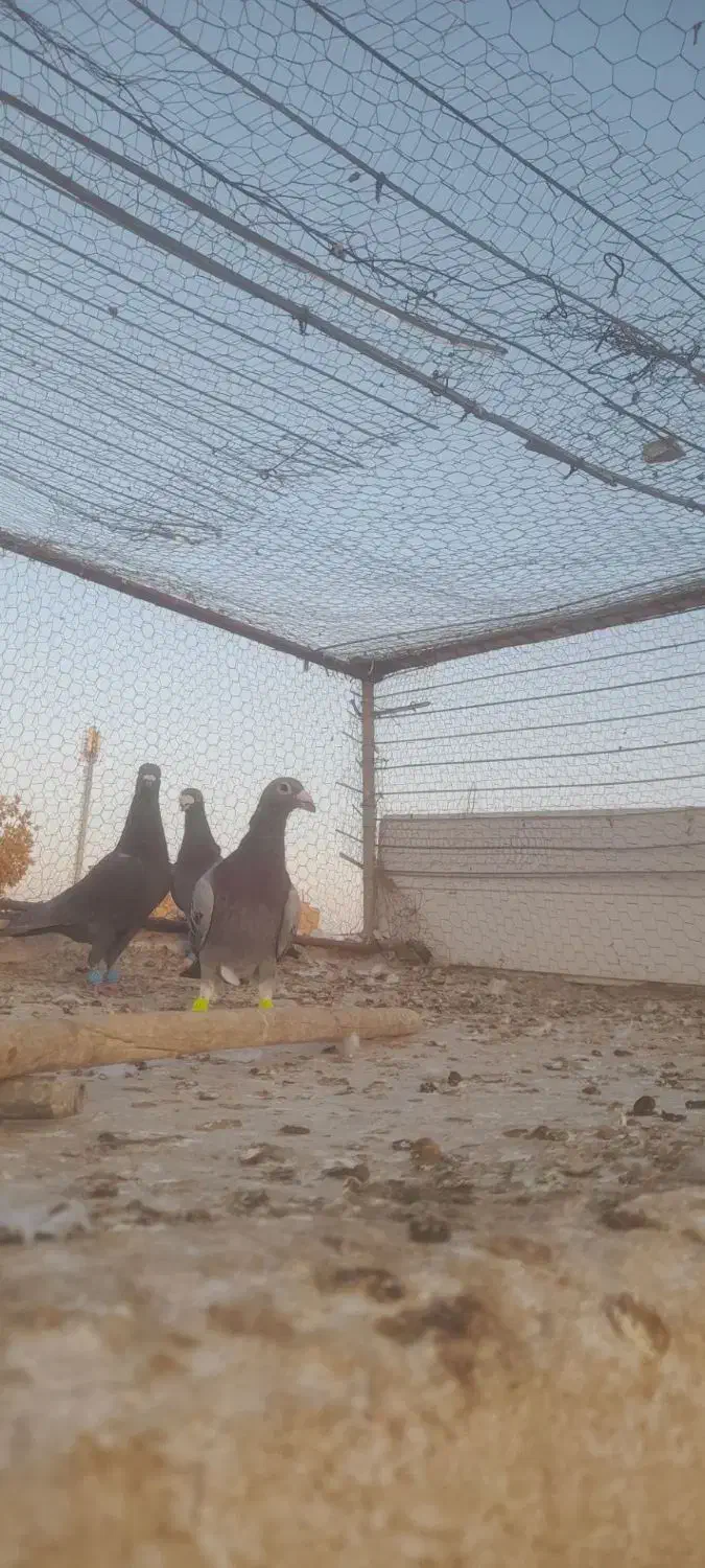 کفترالمانی|پرنده|فردوس (خراسان), |دیوار