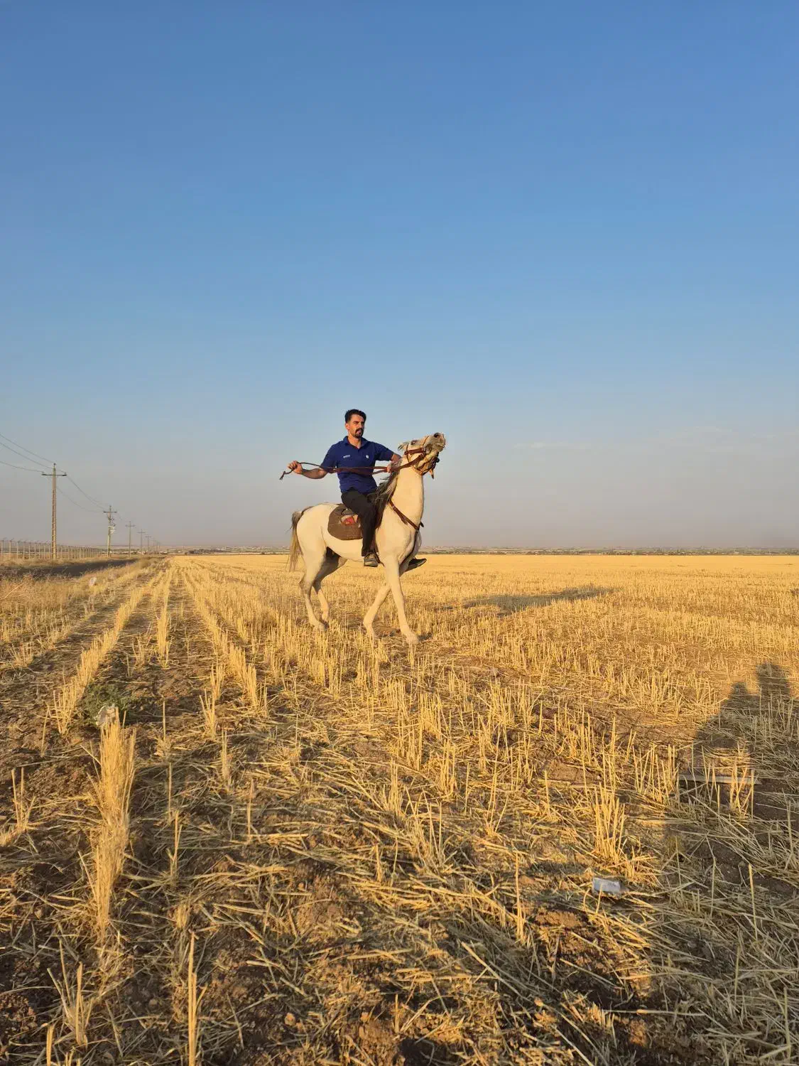 اسب کرد ۵ساله سواری..|اسب و تجهیزات اسبسواری|اراک, |دیوار