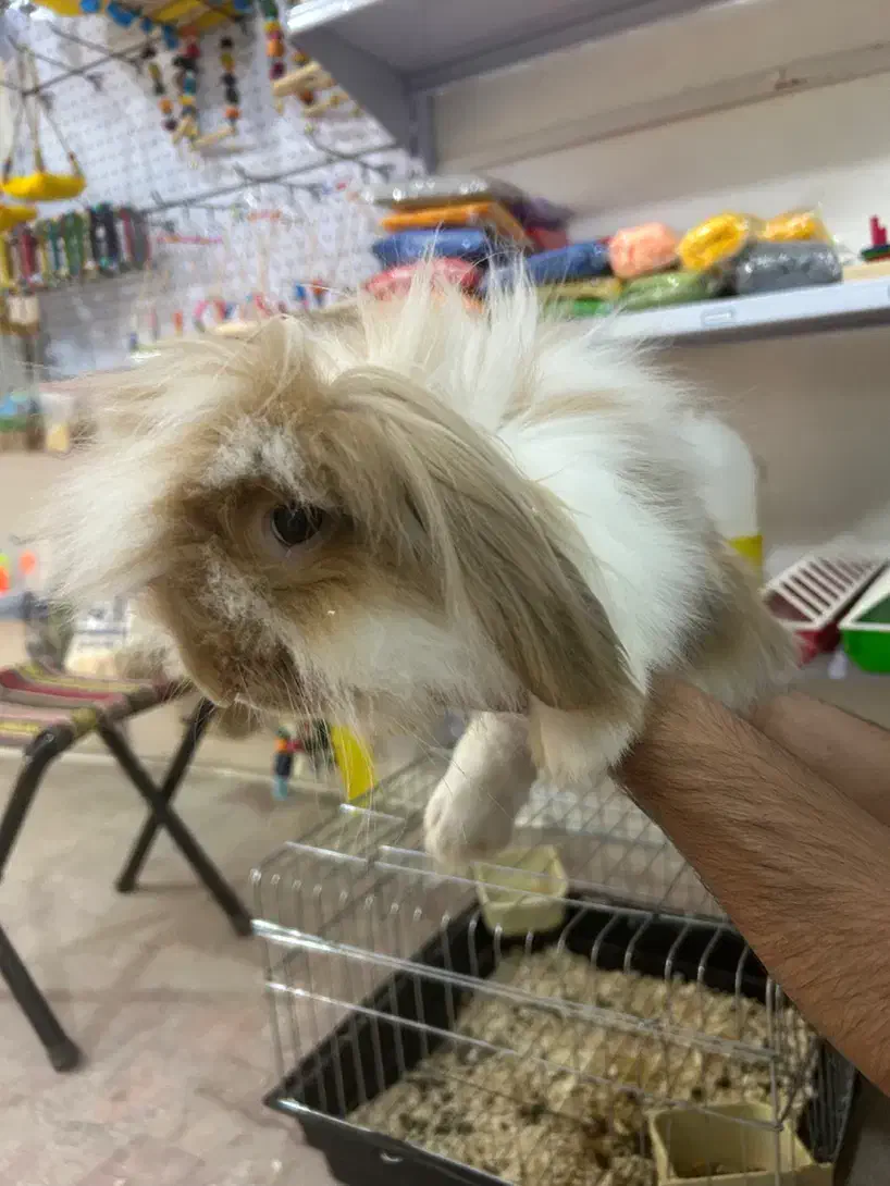 خرگوش لوپ رام|موش و خرگوش|کلاردشت, |دیوار