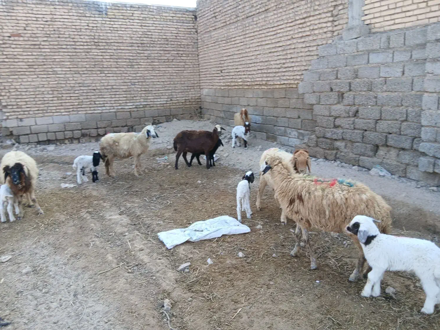 بره نر و ماده گوسفند بز|حیوانات مزرعه|شوش, |دیوار