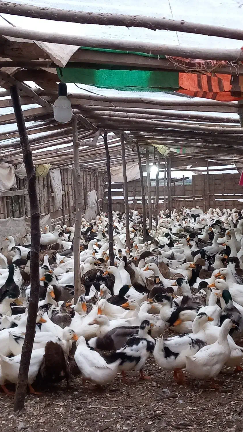 اردک فروش فوری قیمت مناسب|حیوانات مزرعه|چاف و چمخاله, |دیوار