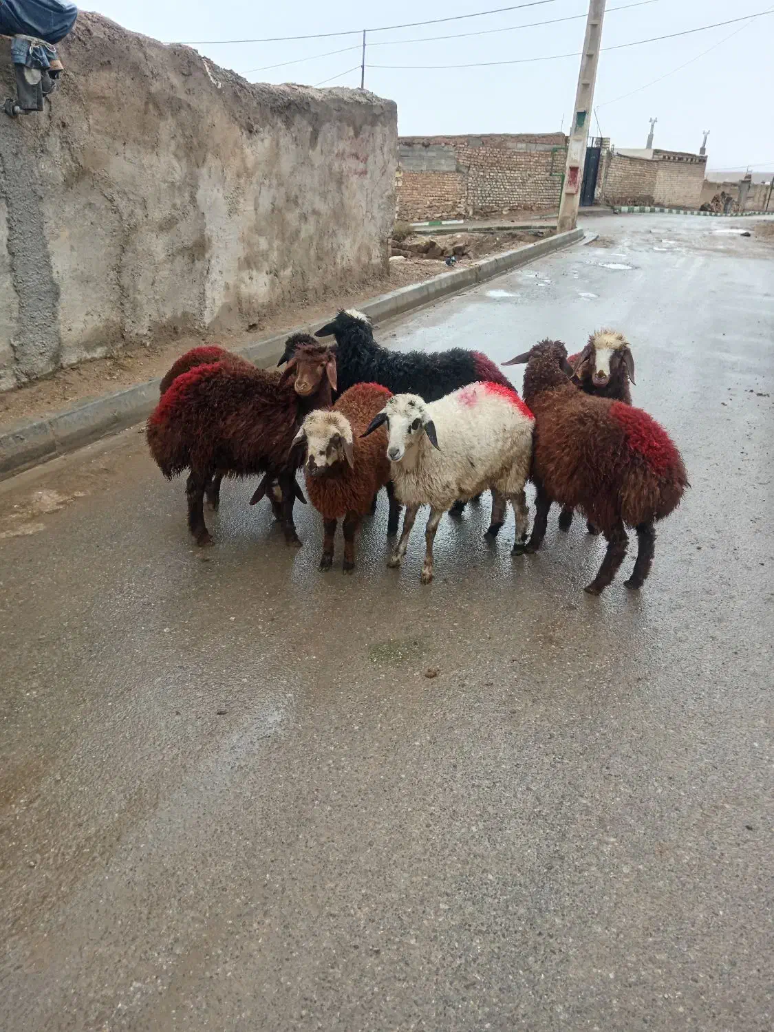بره ماده|حیوانات مزرعه|مشهد, كنويست|دیوار