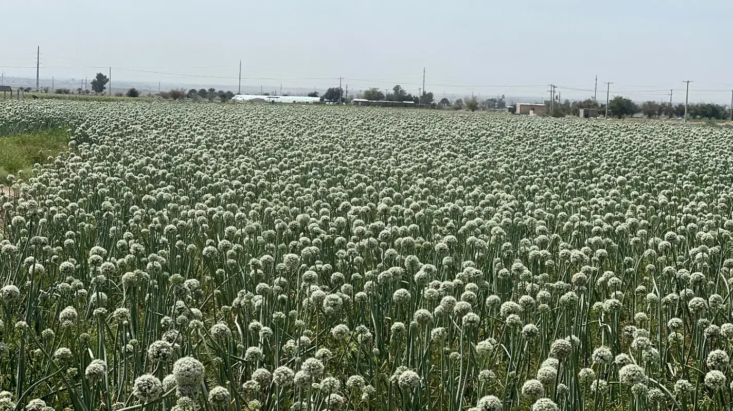 بذر مینروا دستگیر از قوطی اصلی ارژانتین|خدمات باغبانی و درختکاری|جیرفت, |دیوار